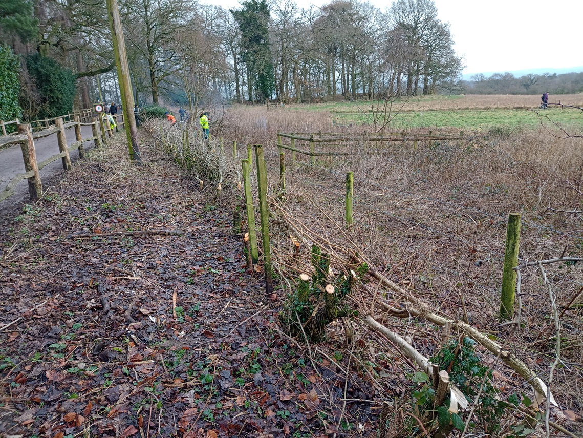 Hedge laying at Alderley Edge 